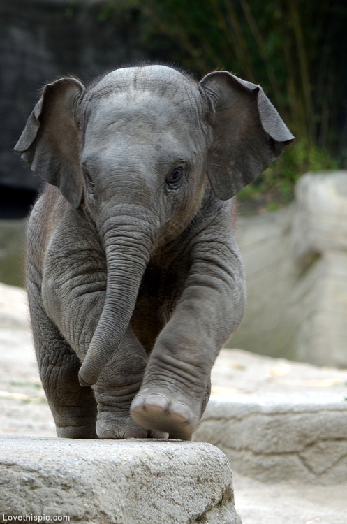 Cute Baby Elephant Jpg