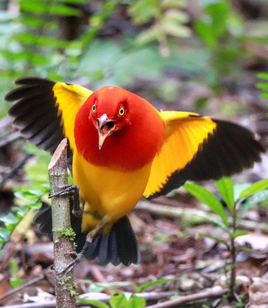 Flame Bowerbird Rare Birds Funny Beautiful