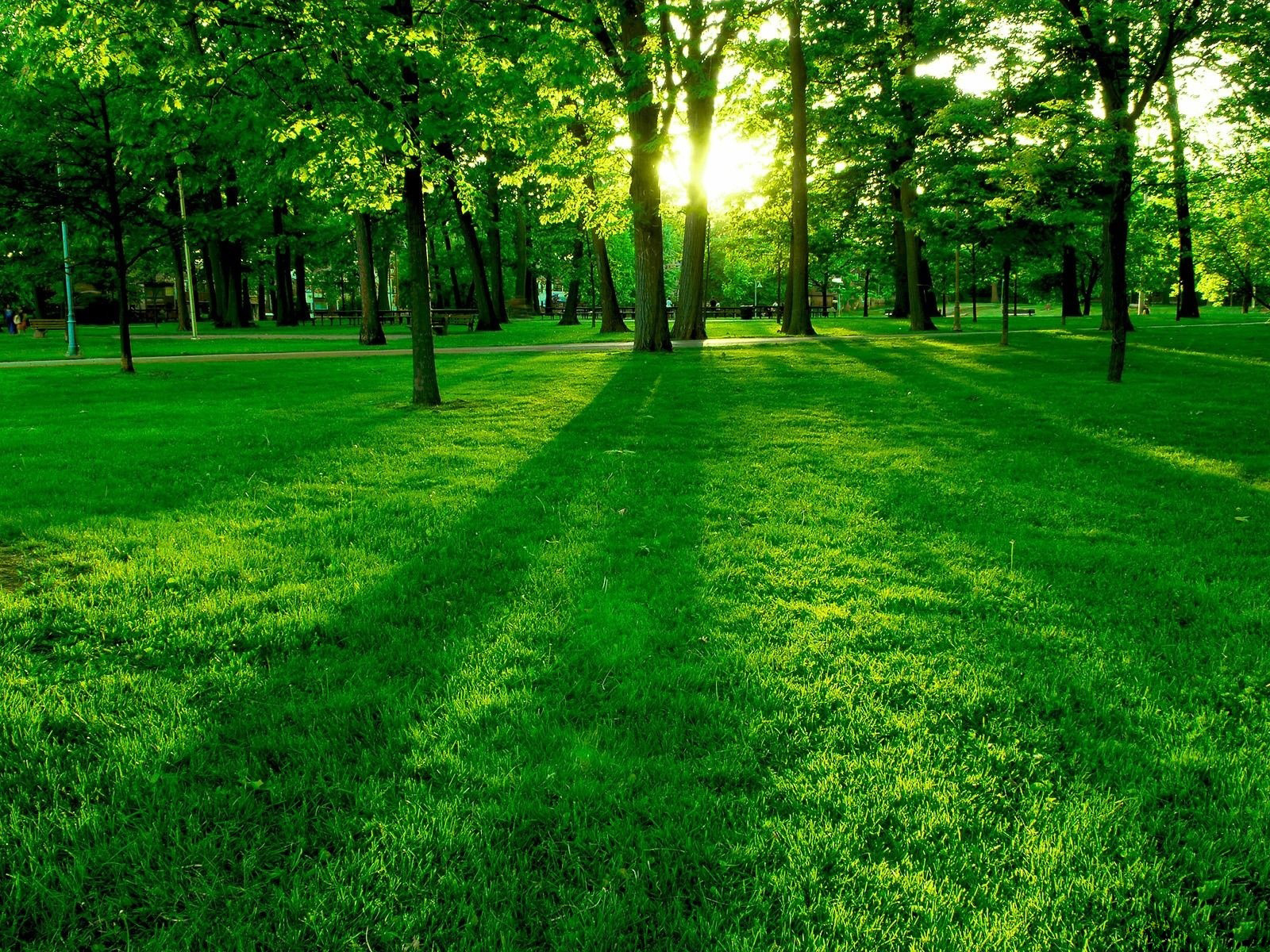 Summer Green Nature Back To Wallpaper Home