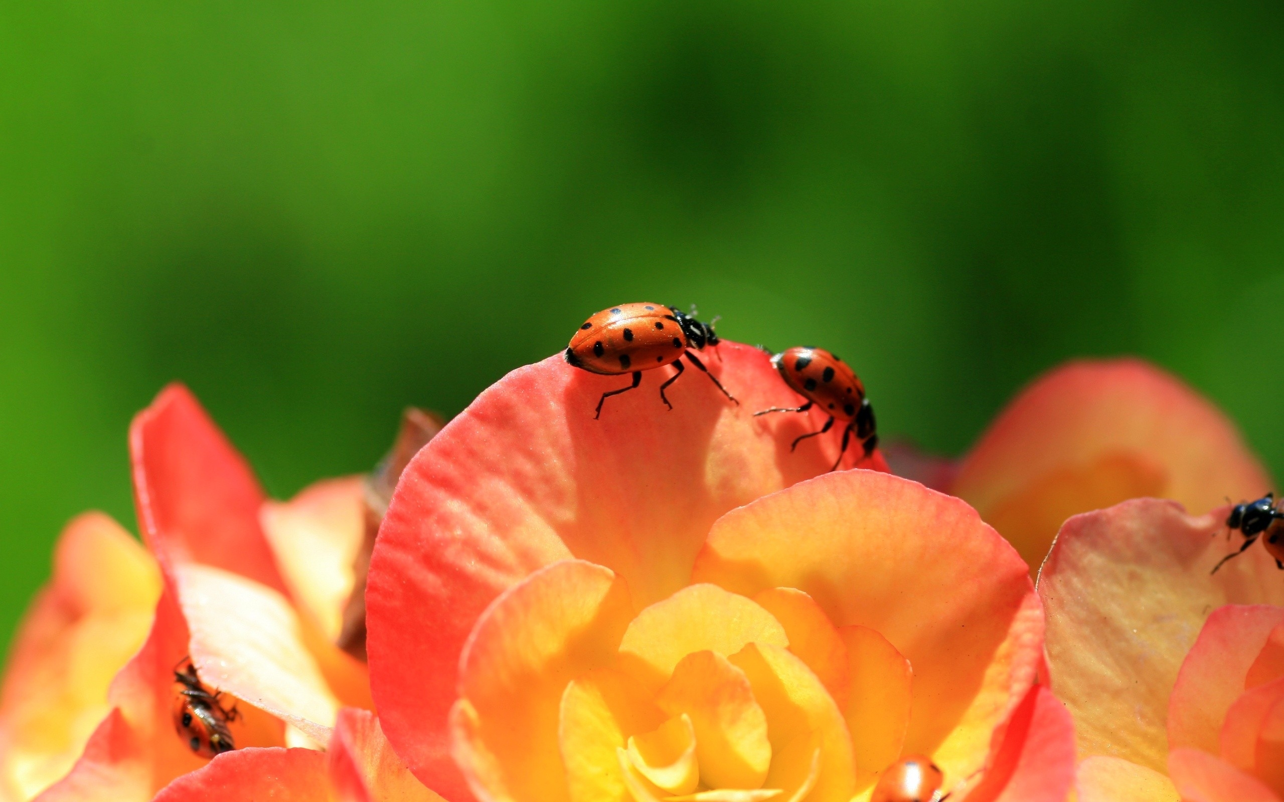 Ladybug Puter Wallpaper Desktop Background Id