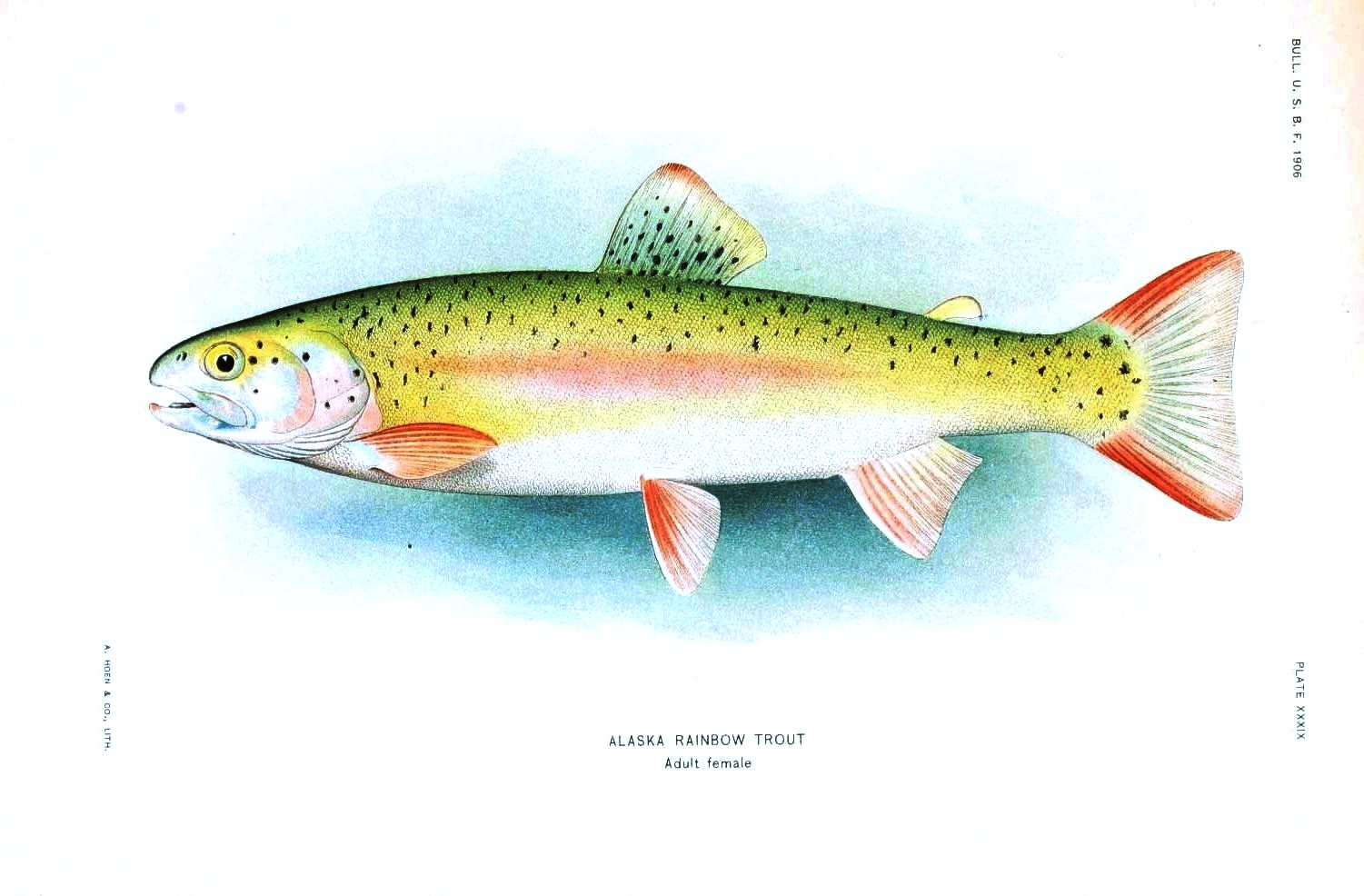 Animal Fish Rainbow Trout Vintage Printable At Swivelchair
