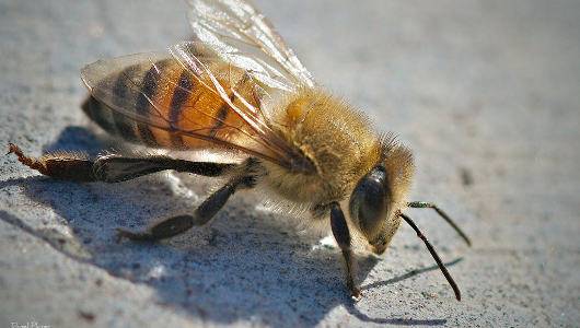 Africanized Bees Found In Tennessee For First Time Mnn Mother