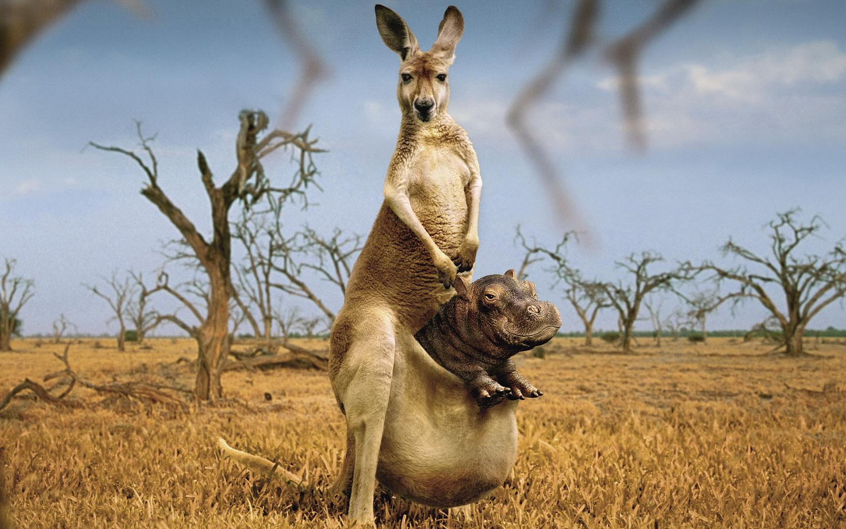 Kangaroo Wallpaper Australian Kangaroos HD