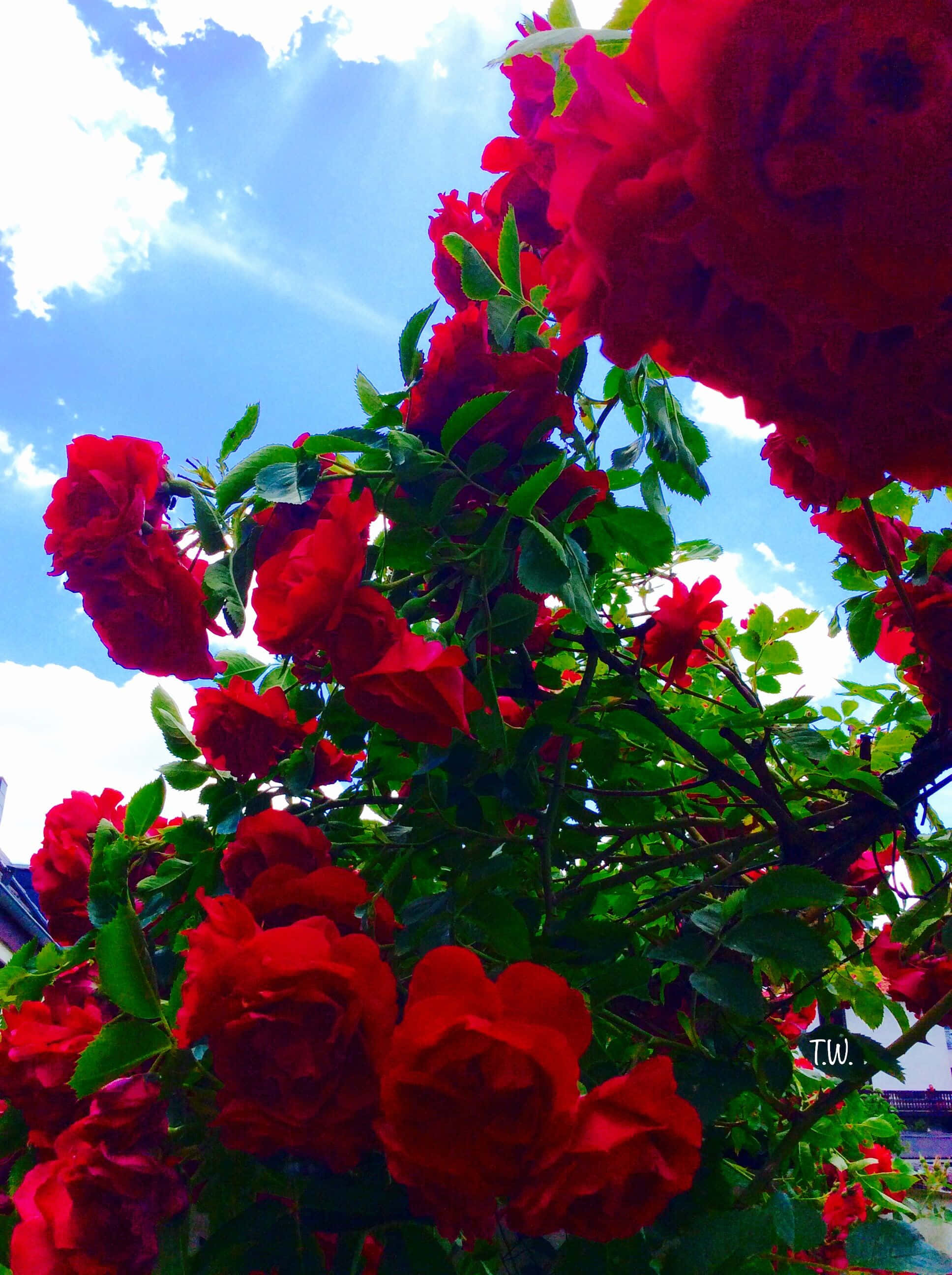 Red Flower Aesthetic Wallpaper
