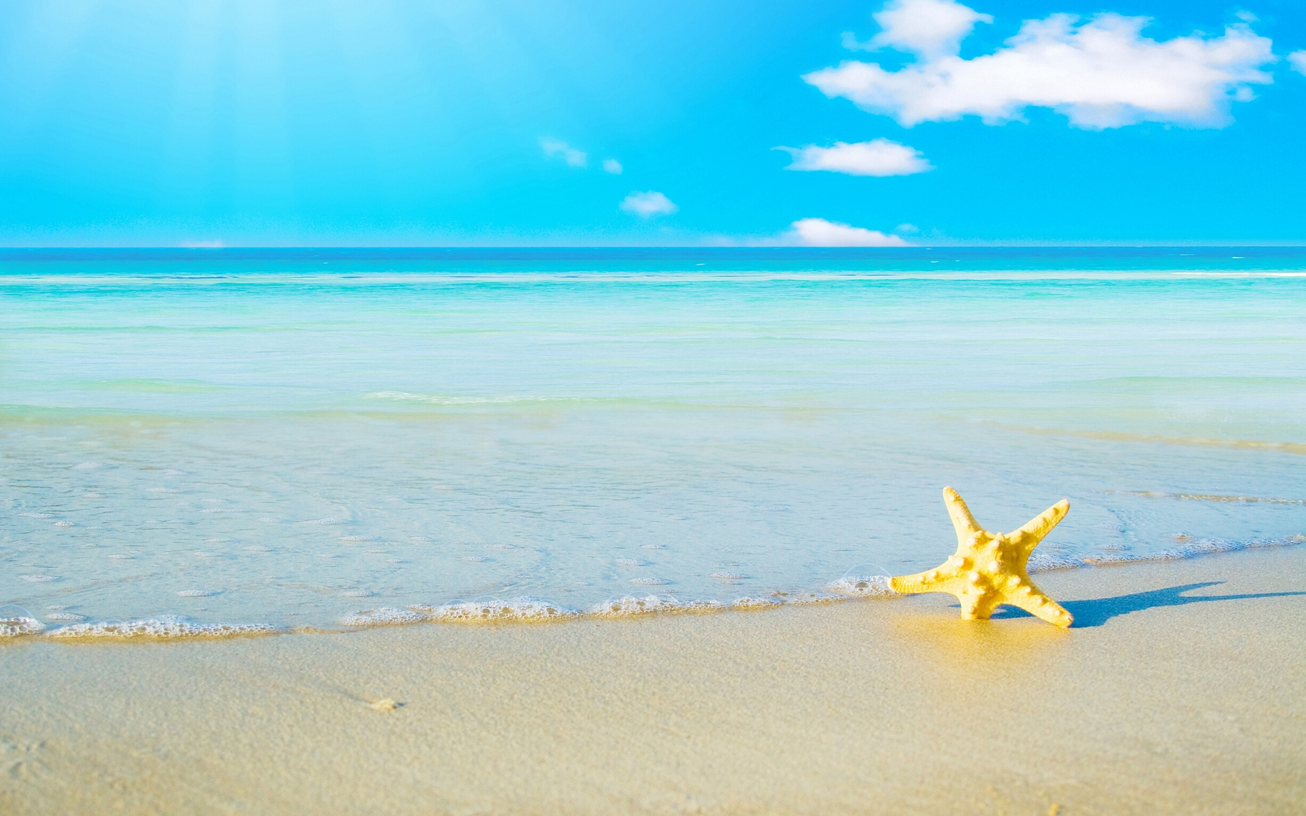 Free Beach Screensavers And Wallpapers Starfish On The Beach photos of 2560x1600