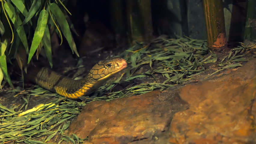 Close Up Of A King Cobra With Its Head Raised And Tongue Flicking