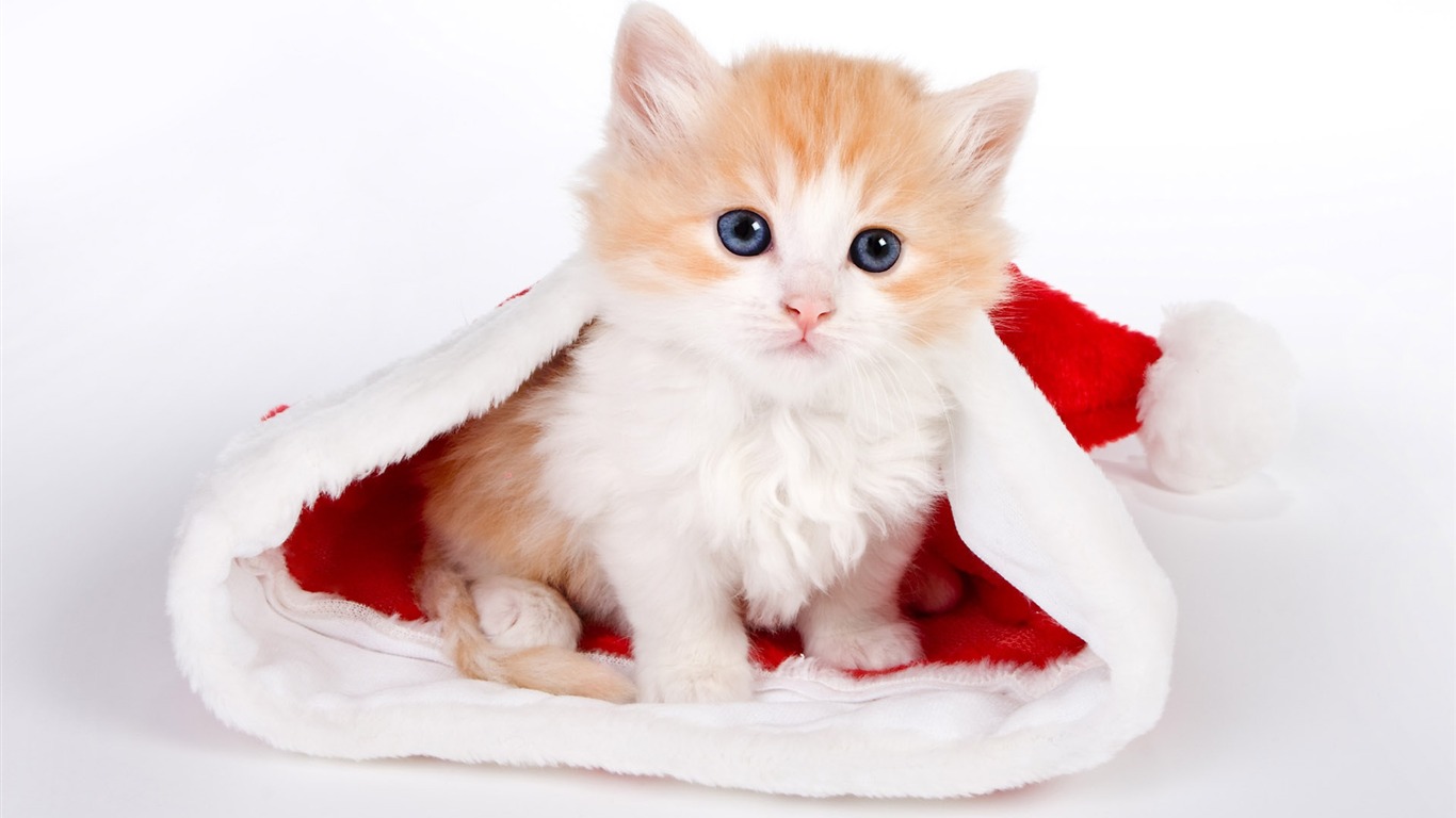 Cute Christmas Kittens HD Wallpaper In Celebrations Imageci