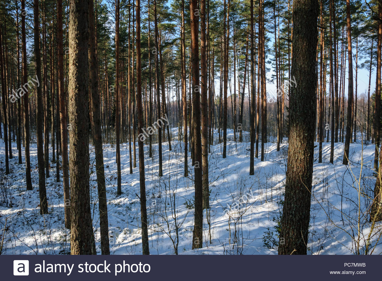 Tree Trunk Textured Background Pattern Sunlit Winter Scene In