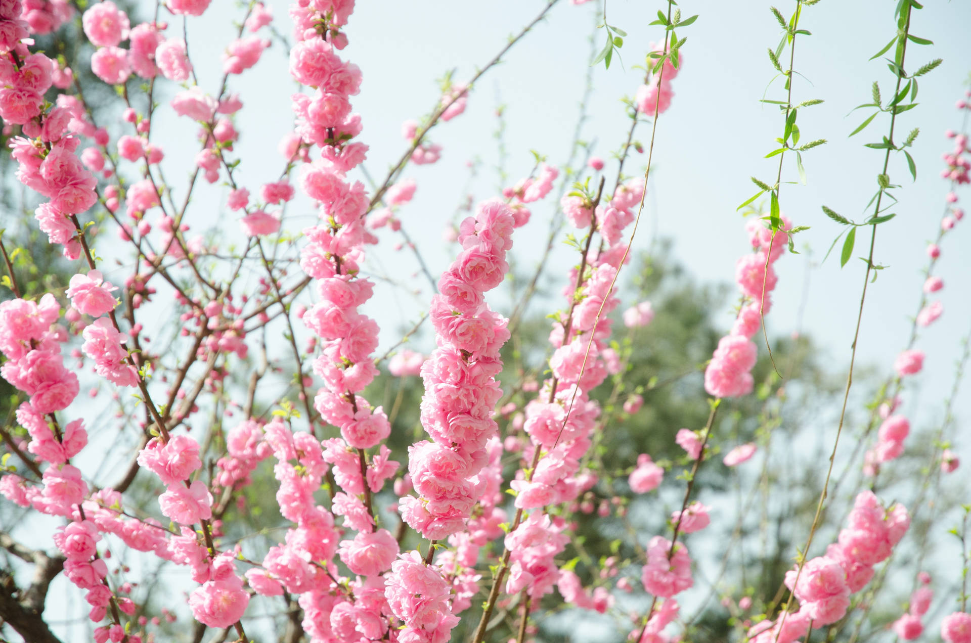 Pink Flowers Aesthetic Background Wallpaper