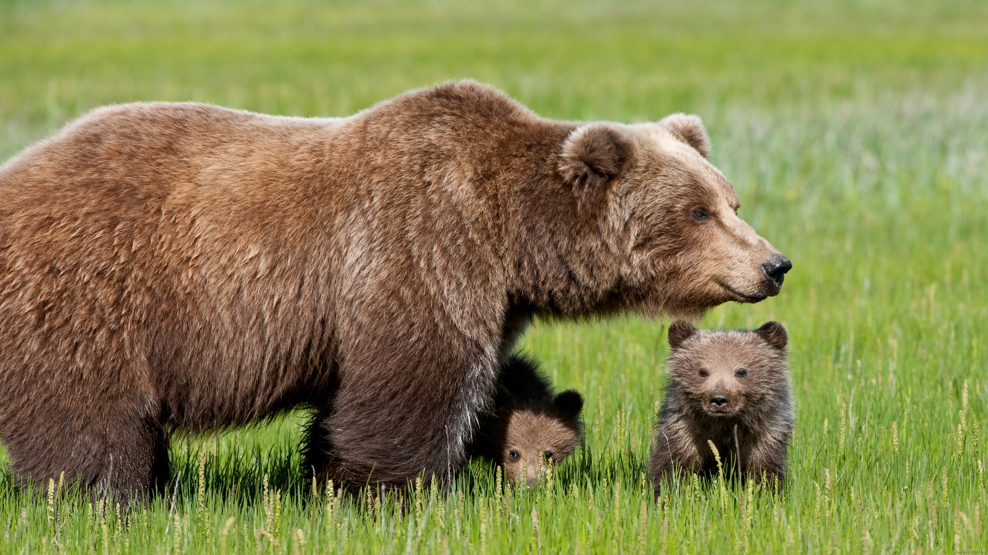 Brown Bears Best Animal Wallpaper
