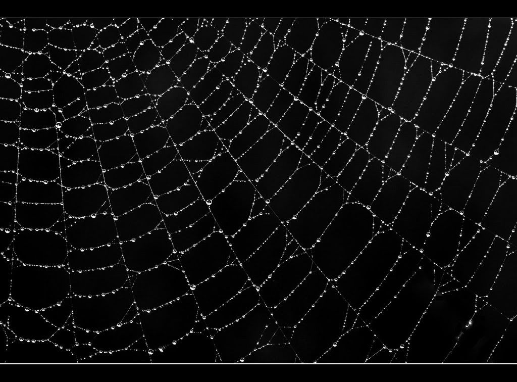 Spider Web Wallpaper And Background