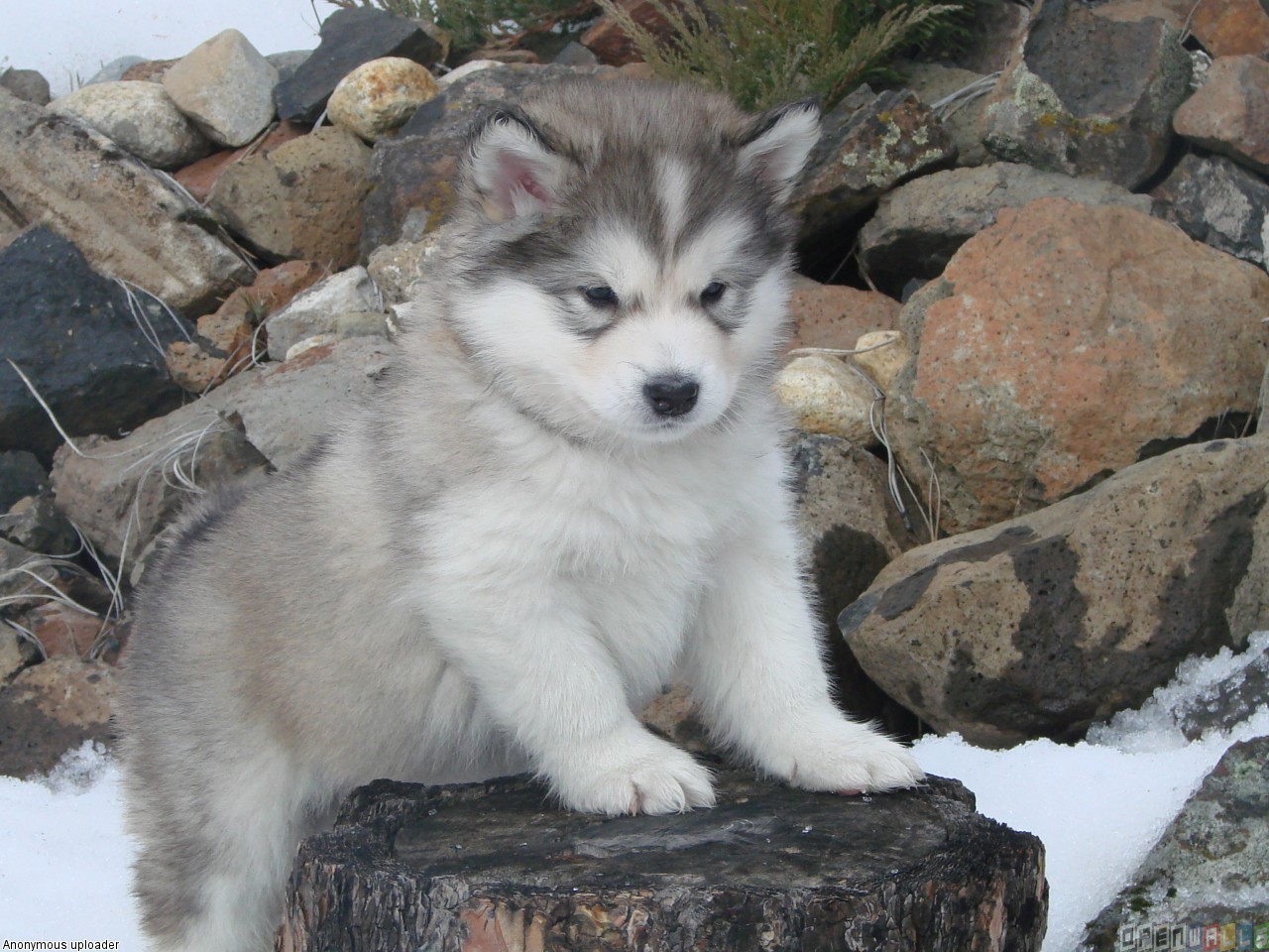 Alaskan Malamute Dog Puppy Is Friendly And