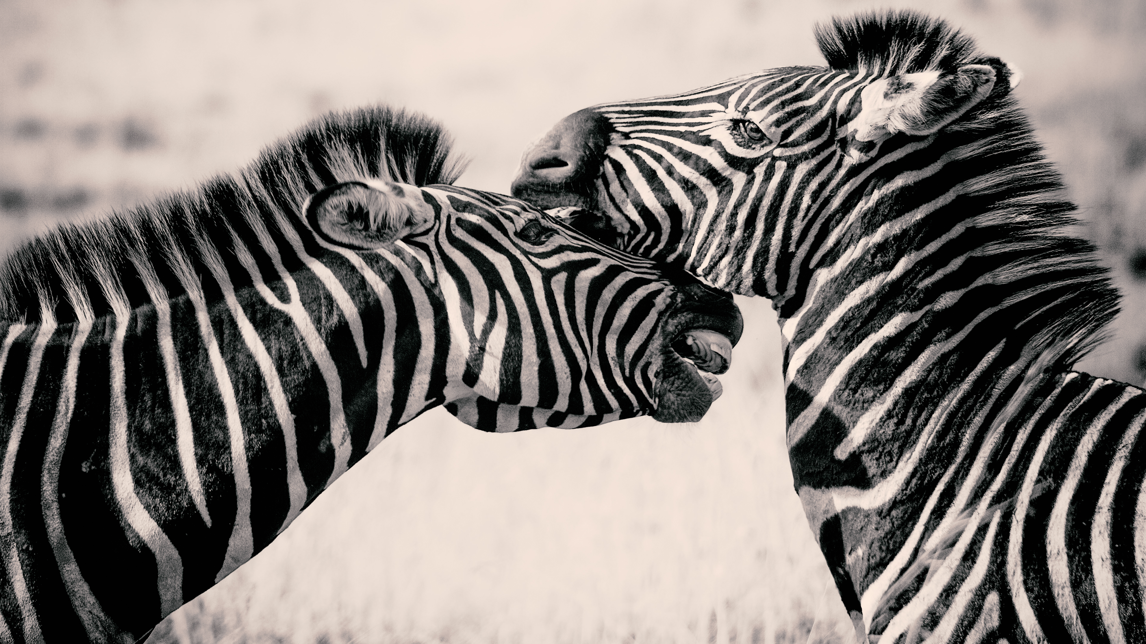 4k Zebras Wallpaper HD
