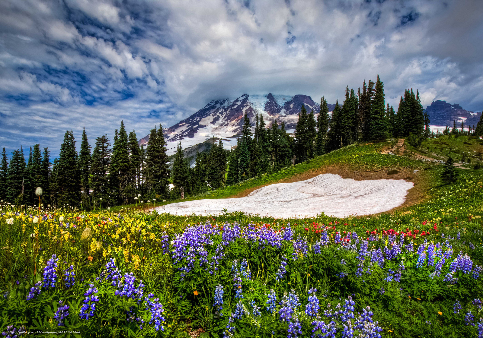 Wallpaper Mount Rainier National Park Mountains Flowers