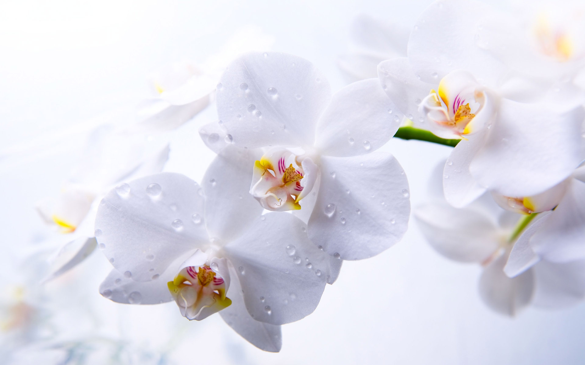White Orchids Orchid Wallpaper