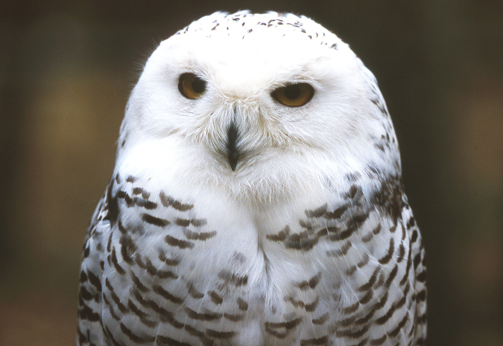 Snowy Owl Screensavers For Ipad Owls Ipad Snowy Owl