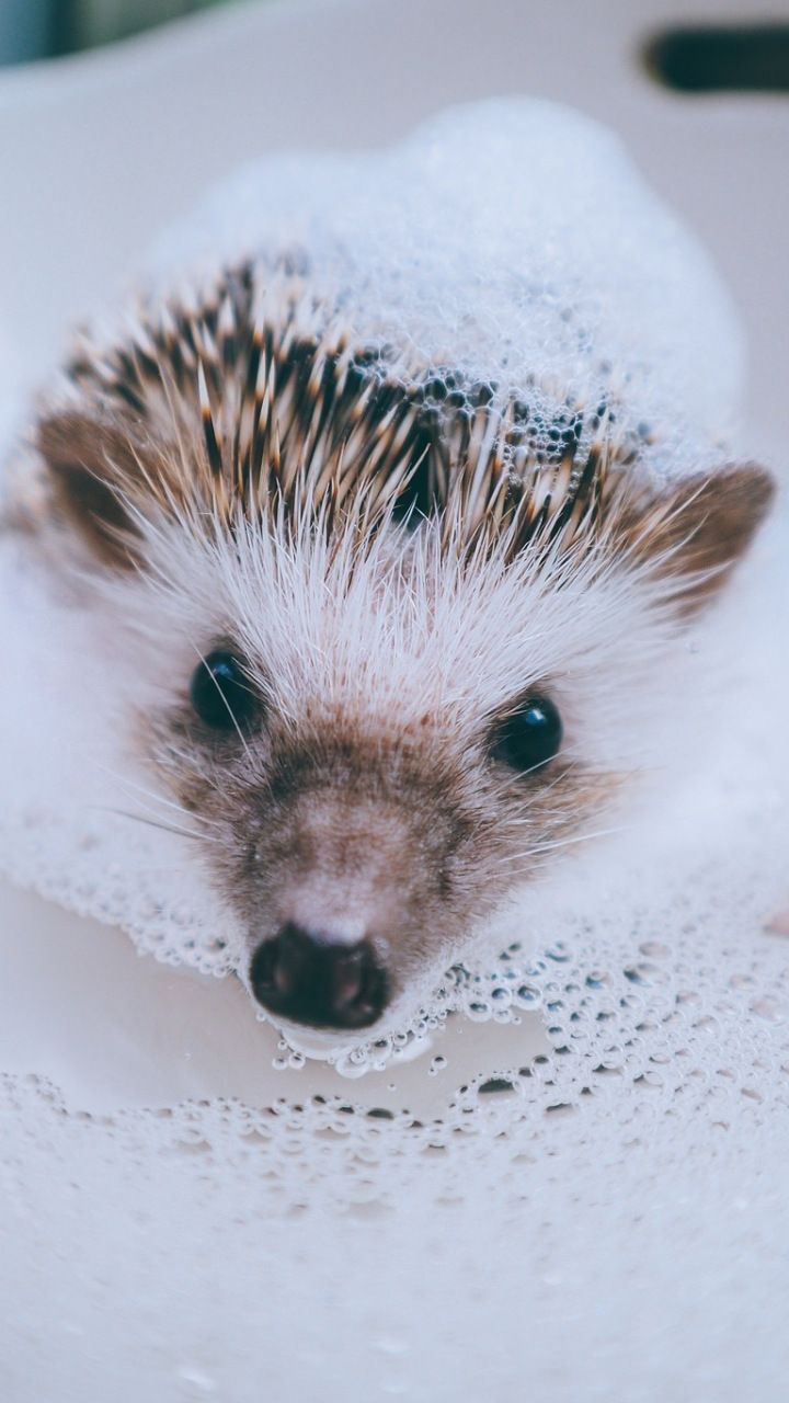 Hedgehog Animal Water Foam Bath Wallpaper