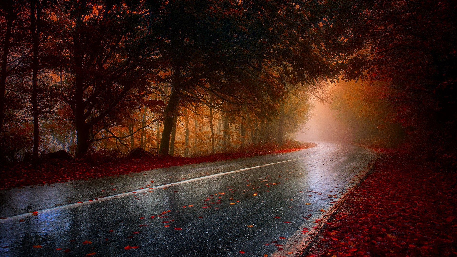 Wet Rainy Road Leaf Fallen HD Laptop Full 1080p 4k Wallpaper Image