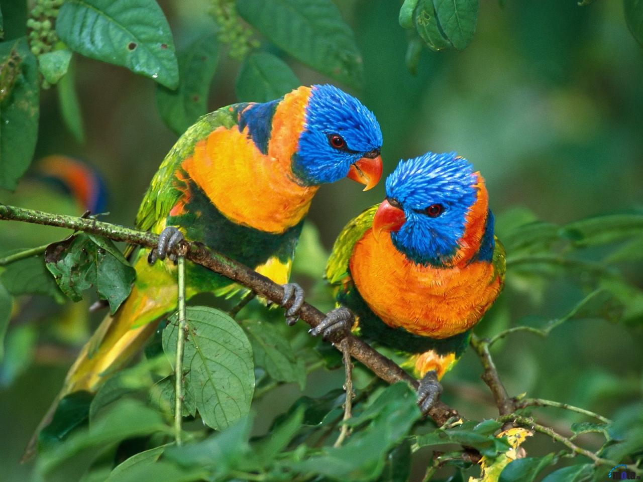 Two Vibrant Rainbow Lorikeets Perched on a Branch