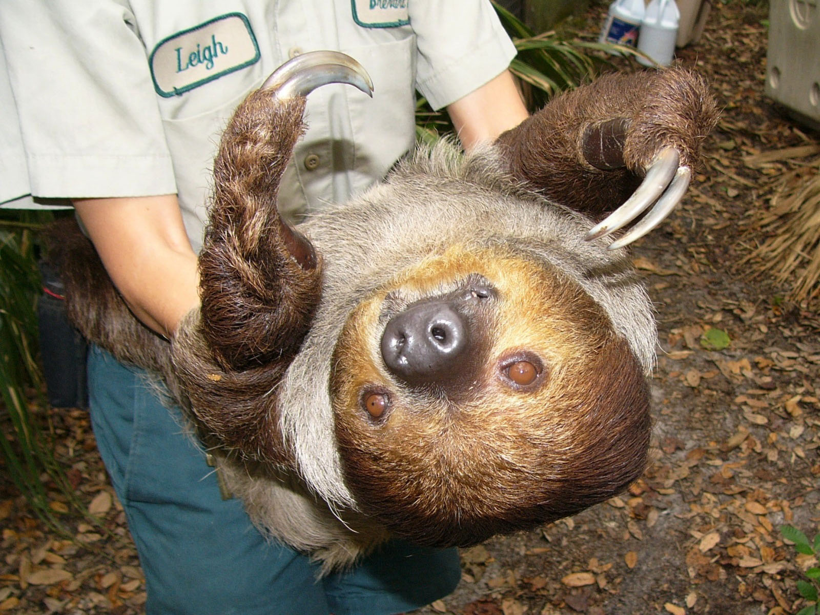 Two Toed Sloth HD Walls Find Wallpaper