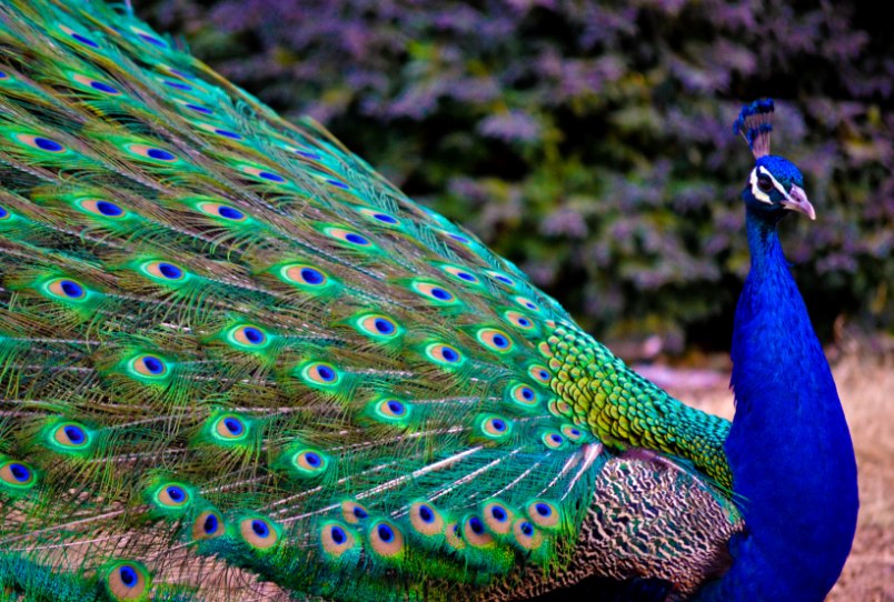 The Most Beautiful Exotic Birds In World