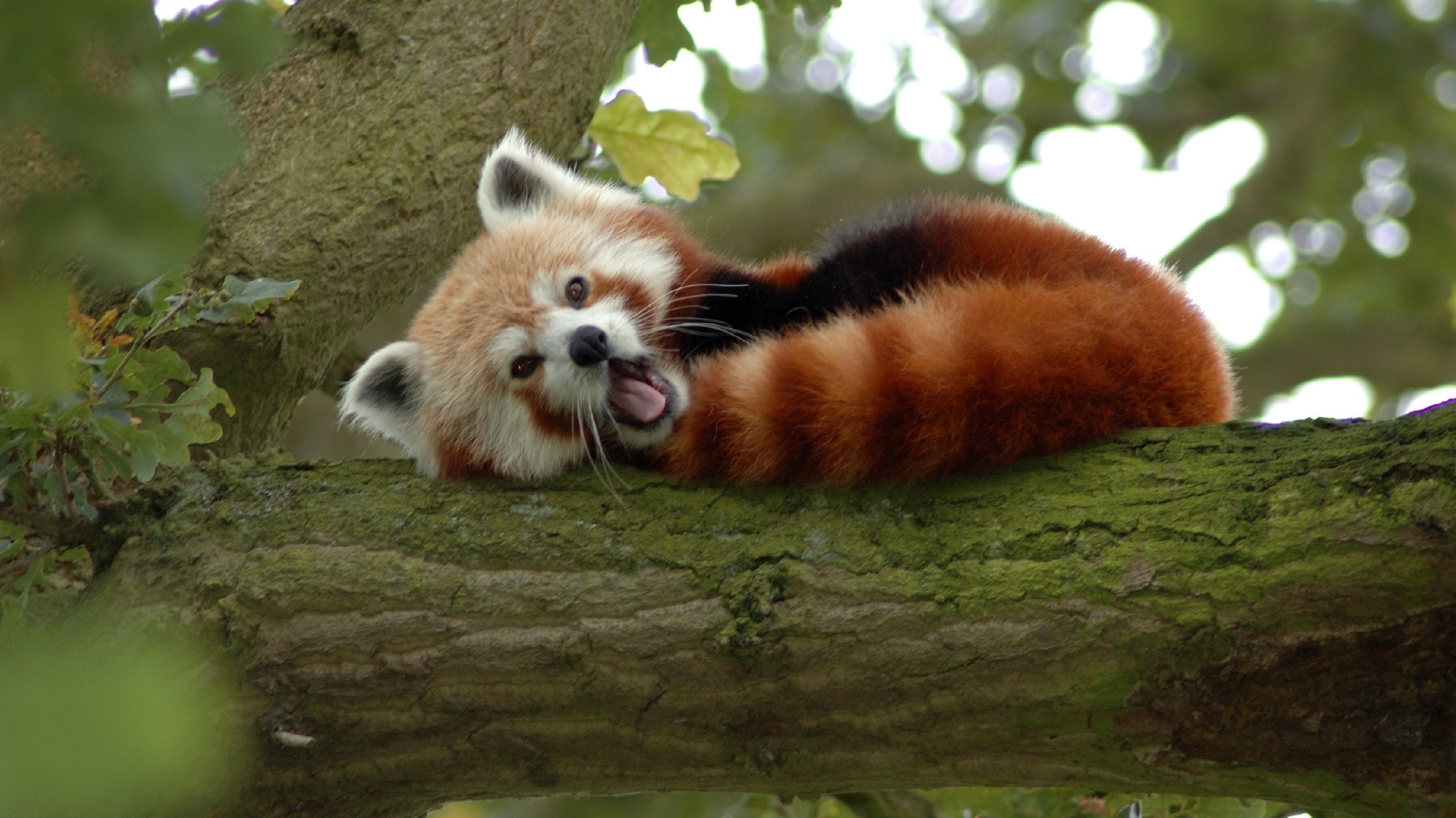 Cute Animal Wallpaper For Desktop