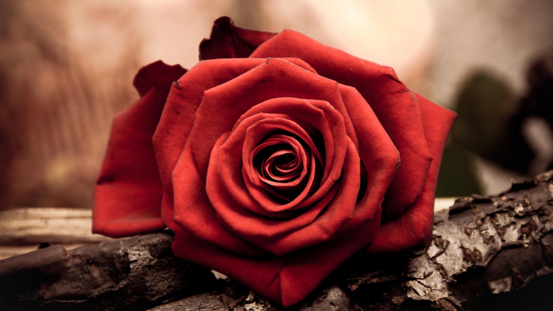 Red Rose Flower HD Wallpaper Of