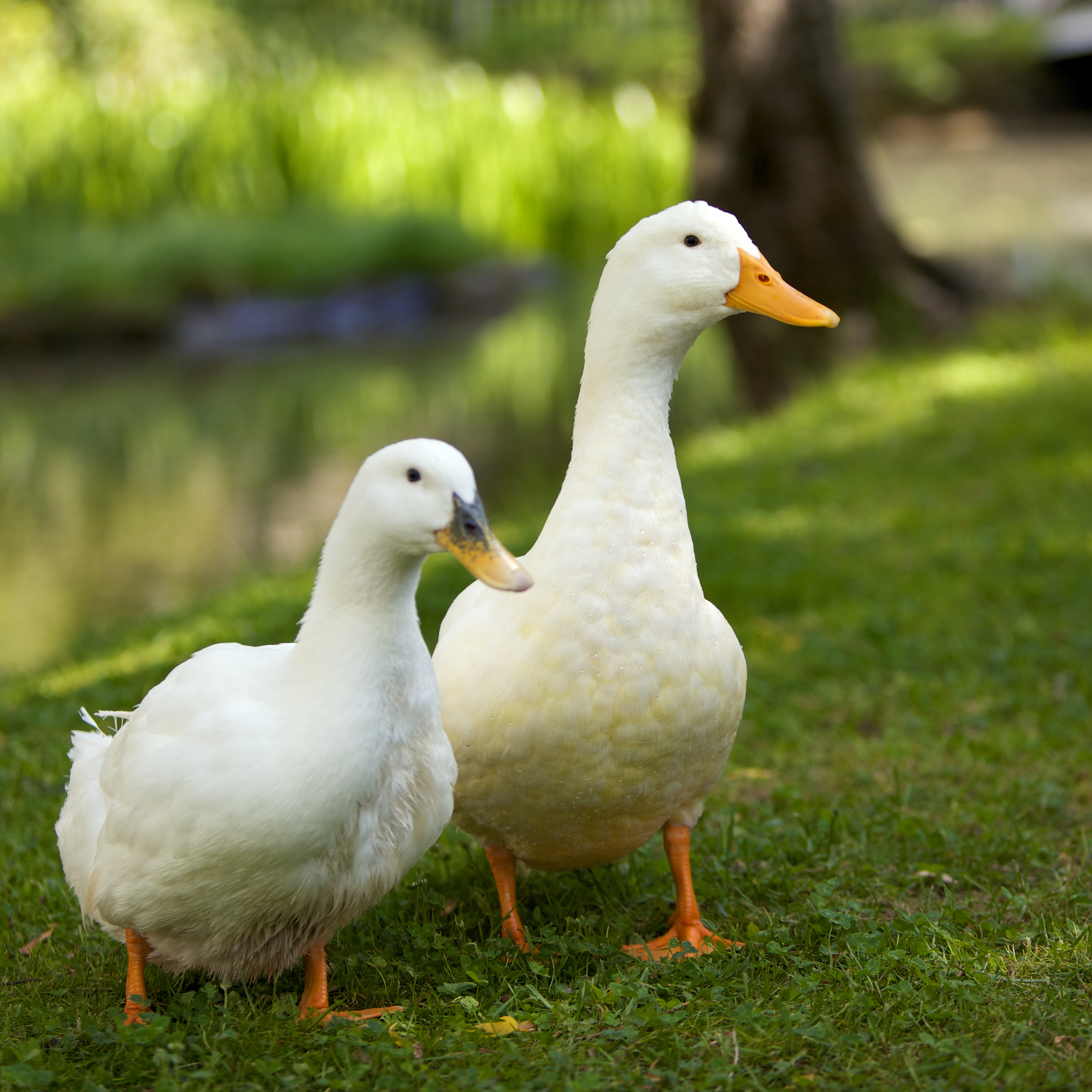 Description Pair Of White Domesticated Ducks Jpg