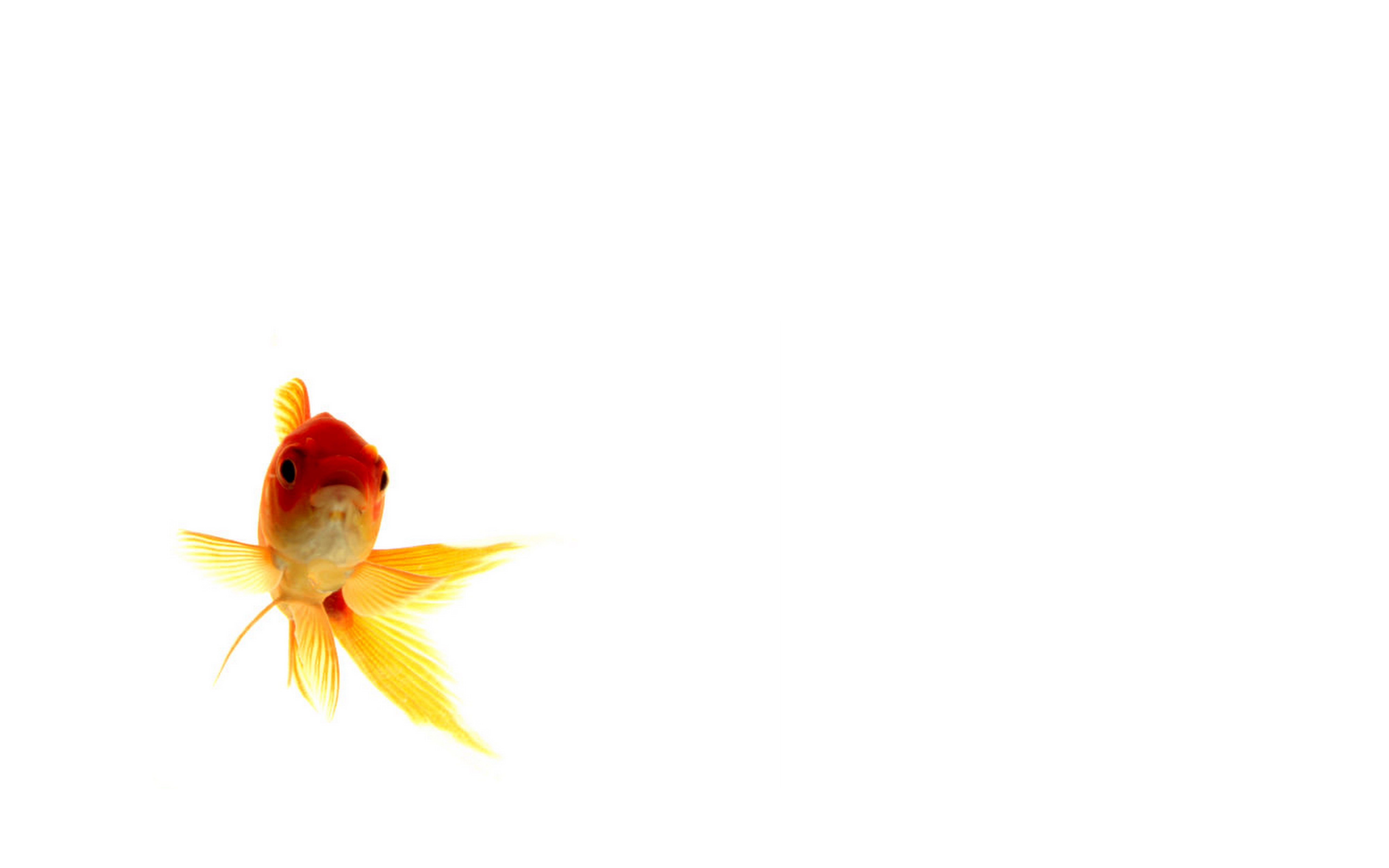 Goldfish Wallpaper