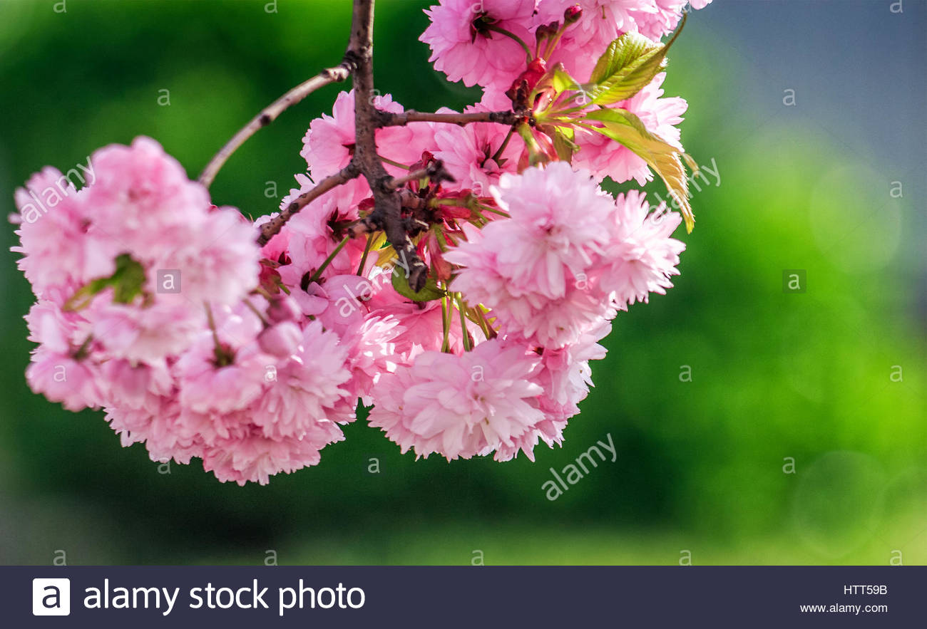 Beautiful springtime background Sakura flowers blossom in garden