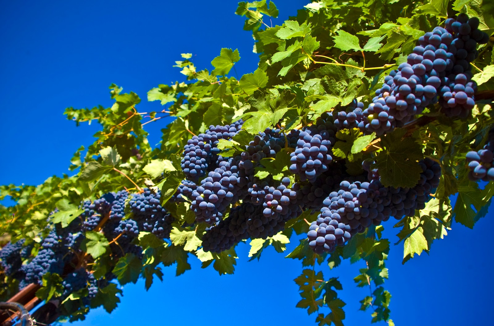 🔥 37 Wallpaper Grape Vines Wallpapersafari