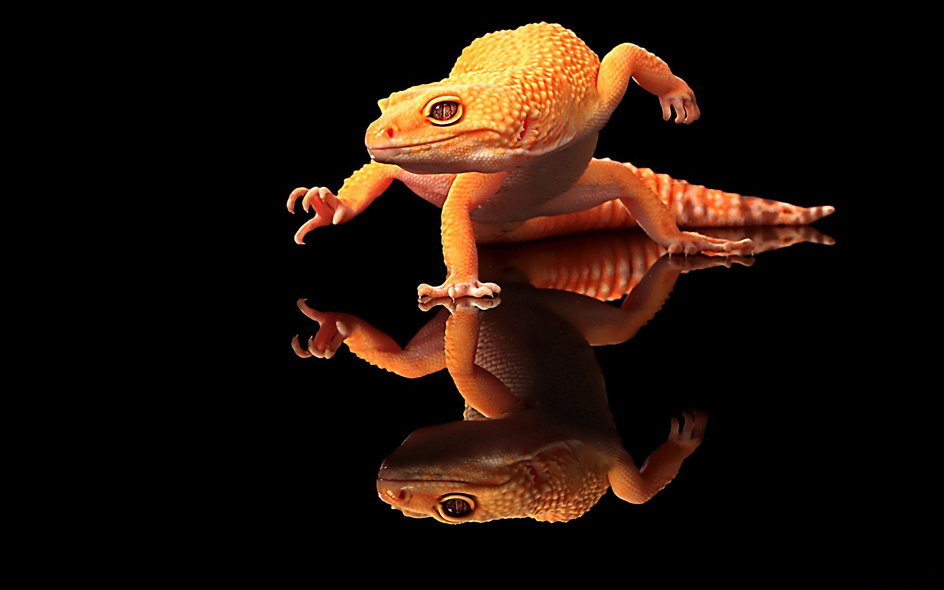 Gecko Puter Wallpaper Desktop Background