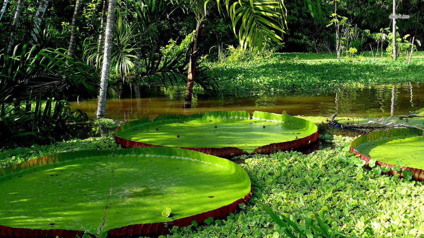 Lily Pads Wallpaper Nature