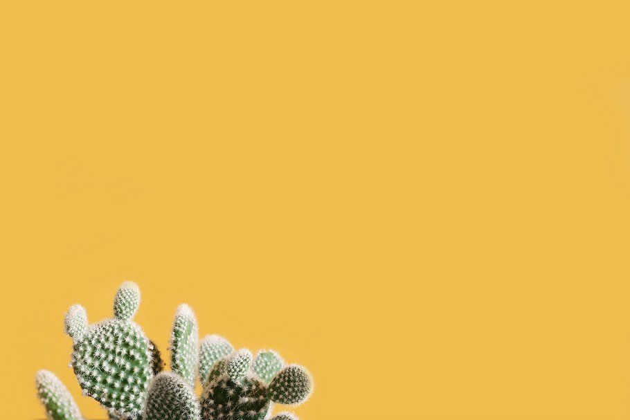Cactus Against Yellow Background