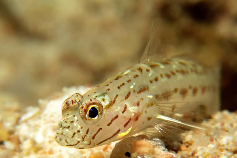 Goby 99qfu86sskhz69ly Wallpaper