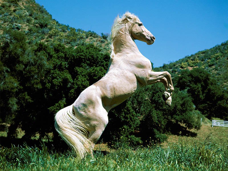 White Horse The Animal Life