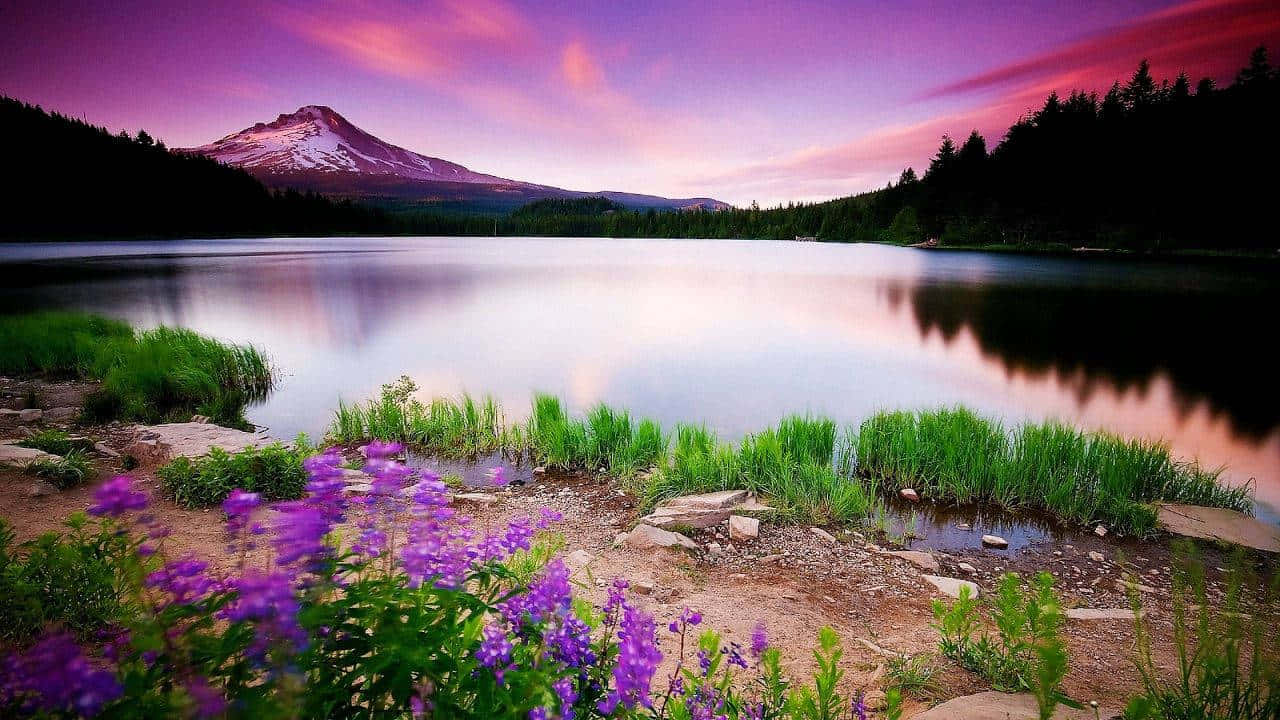 Aesthetic Nature Wallpaper