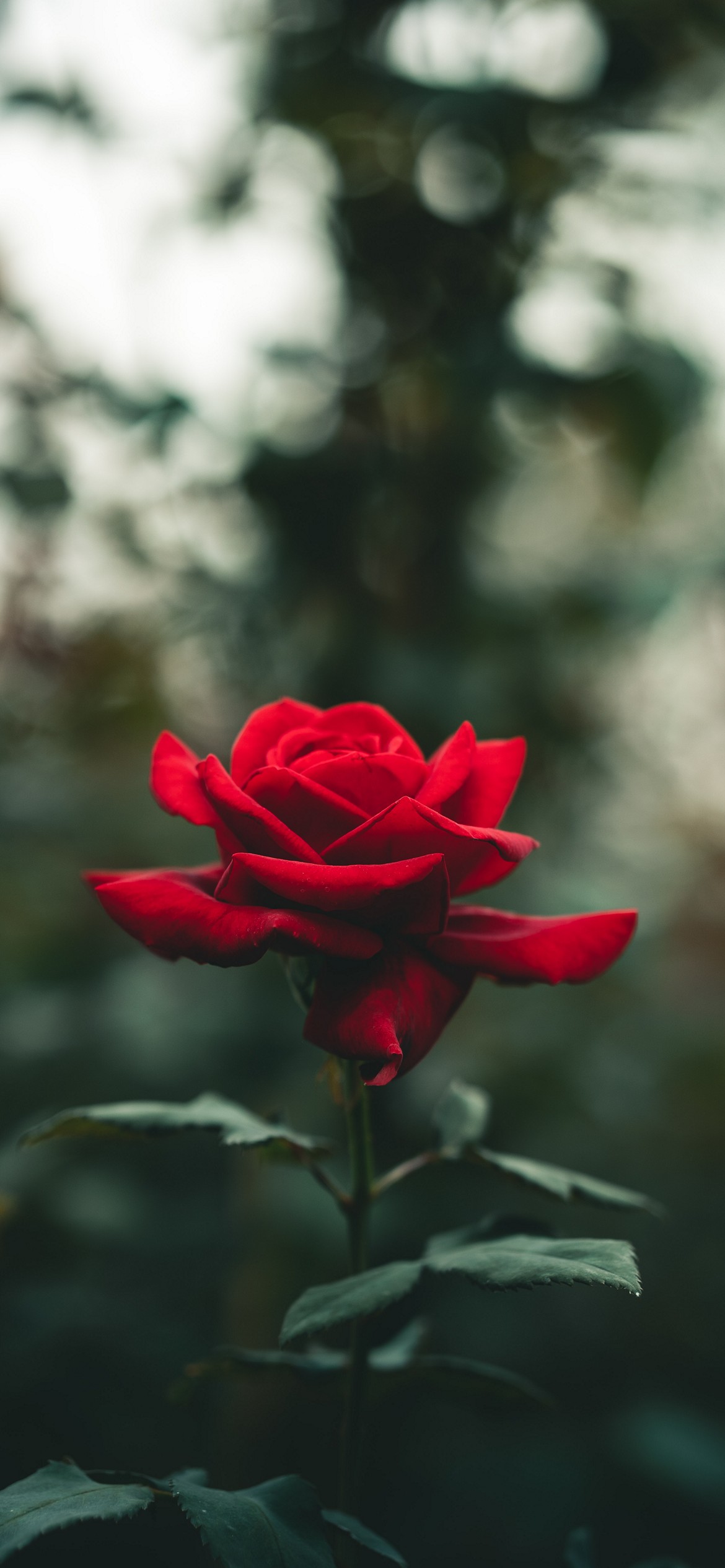 Rose iPhone Wallpaper