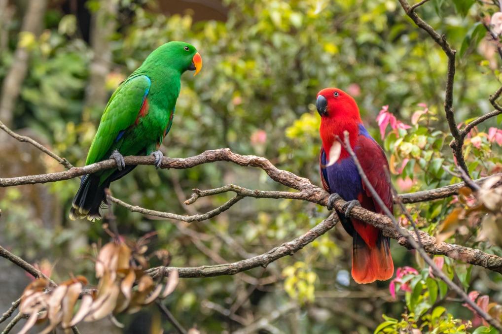 Facts About The Eclectus Parrot   Bali Safari Marine Park