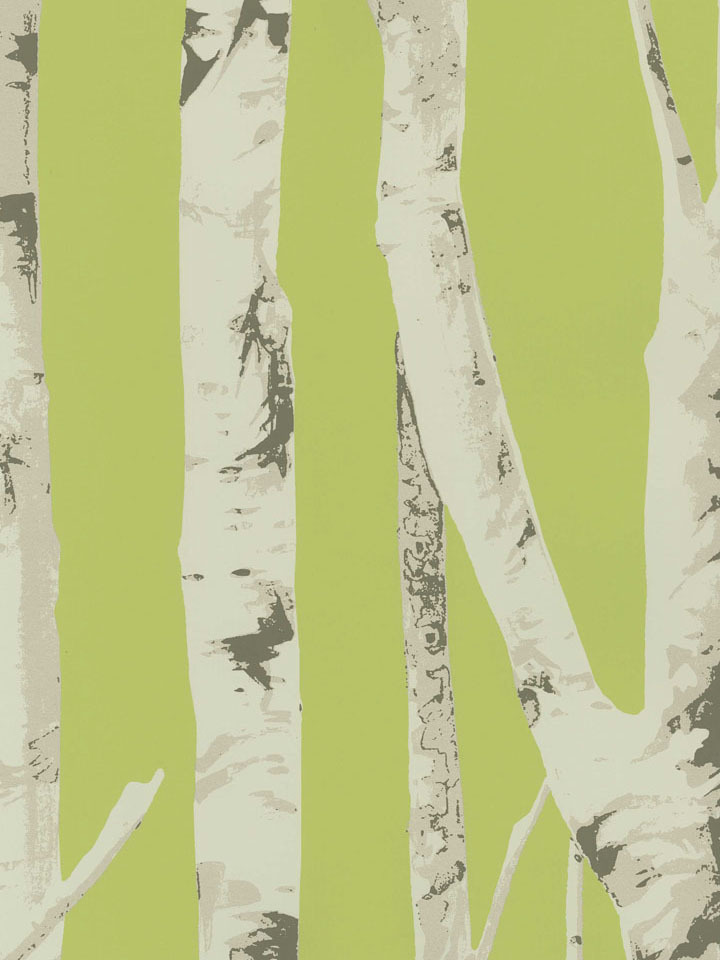 Kiwi Winter Birch Trees Wallpaper Contemporary Modern