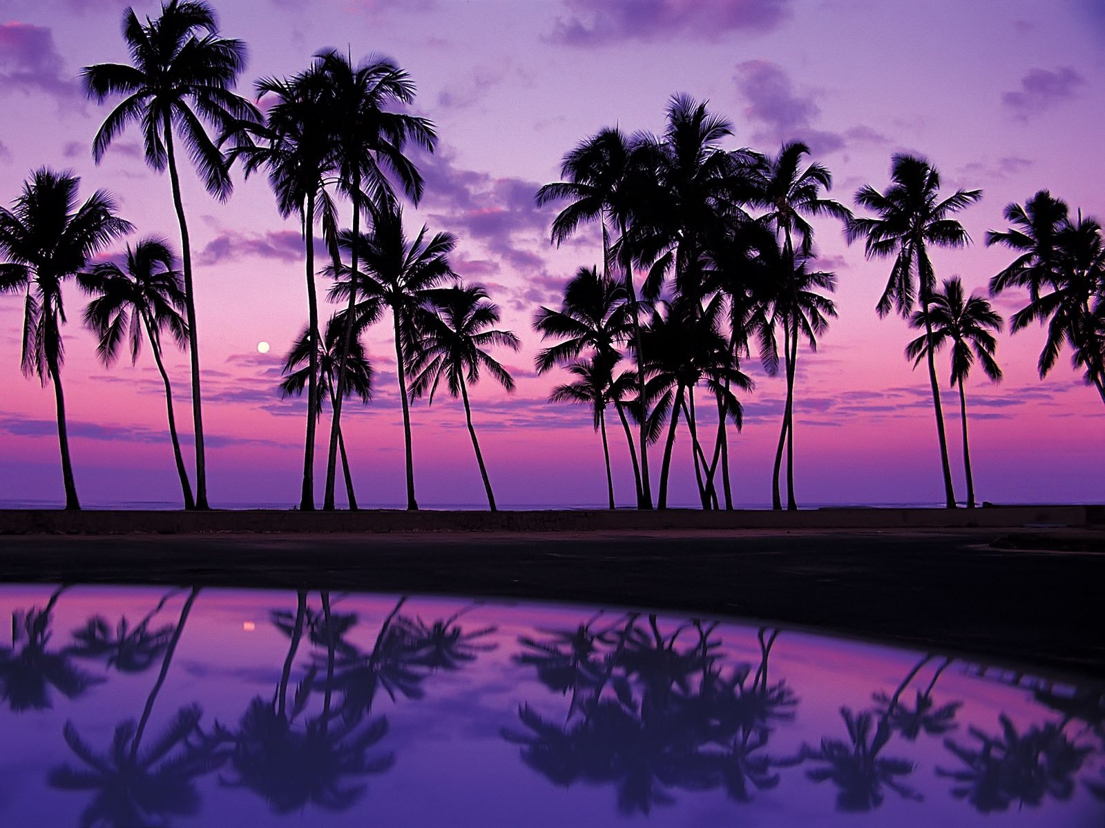 Wallpaper tropics sunset USA reflection Oahu palm Hawaii lilac