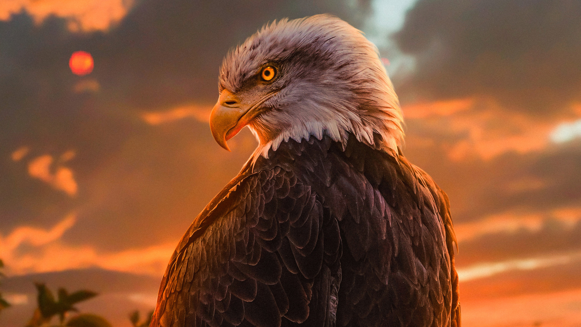 Eagle HD Wallpaper 1080p