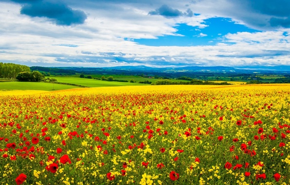 Wallpaper Field Meadow Horizon Dal Flowers Red Yellow Mak