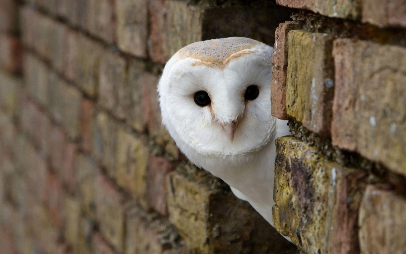 White Owl HDq Wallpaper