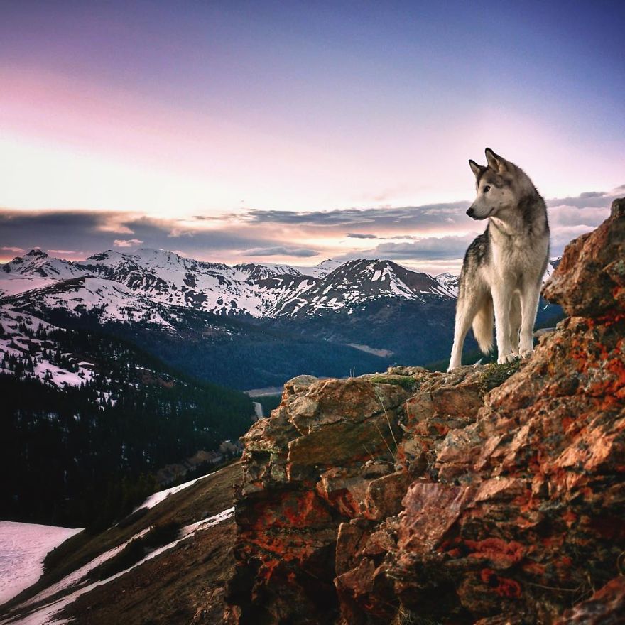 I Take My Wolfdog On Epic Adventures Because Hate To See Dogs
