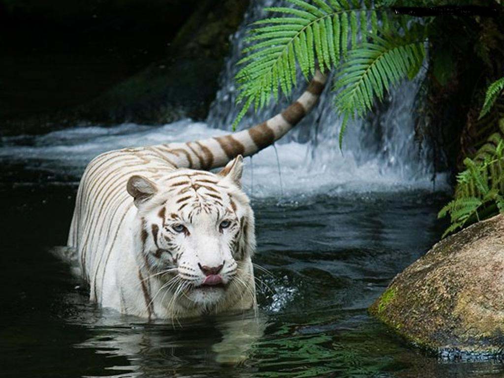 Bengal Tigers HD Wallpaper Top Animals
