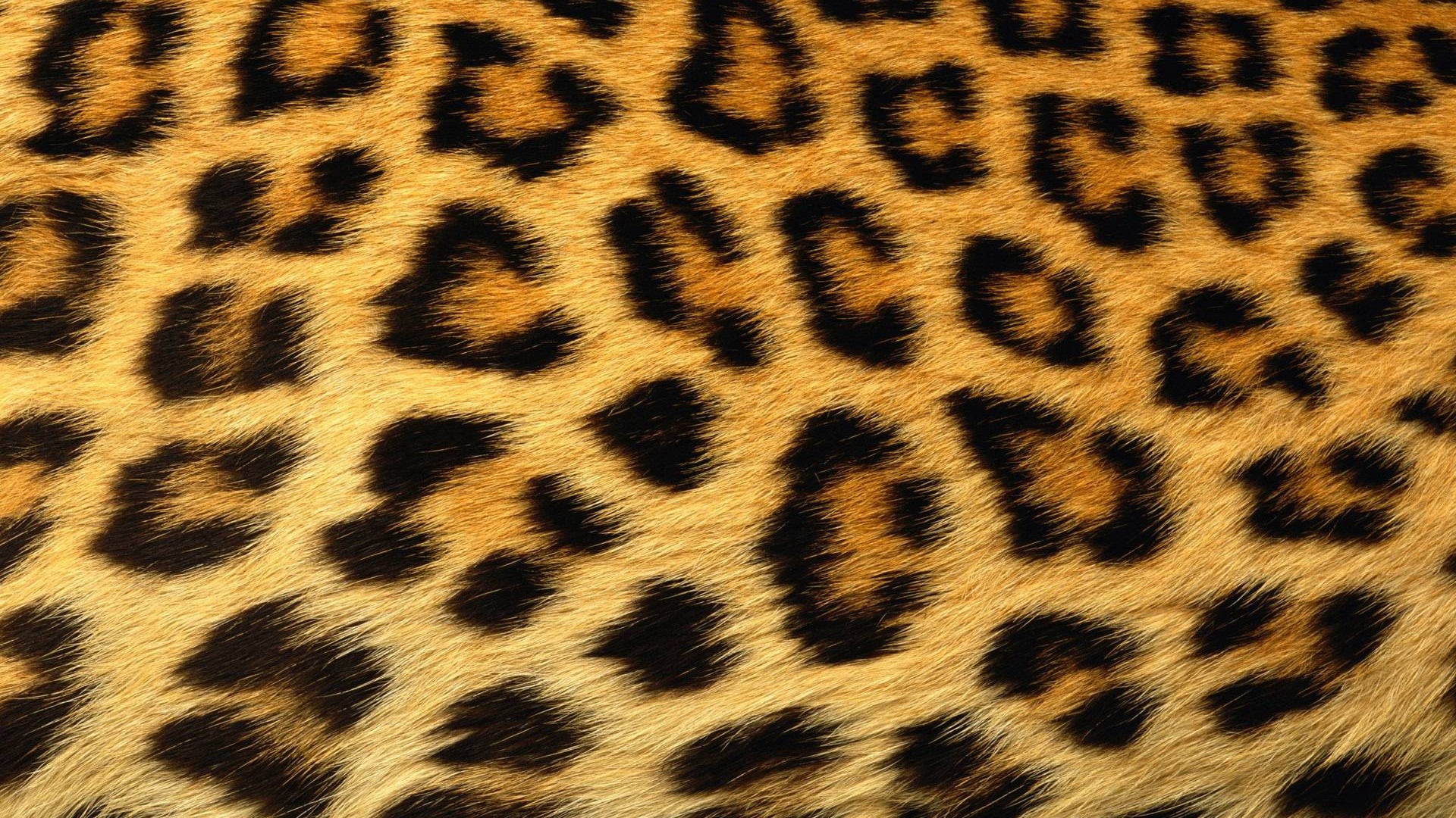 Leopard Print Wallpaper HD