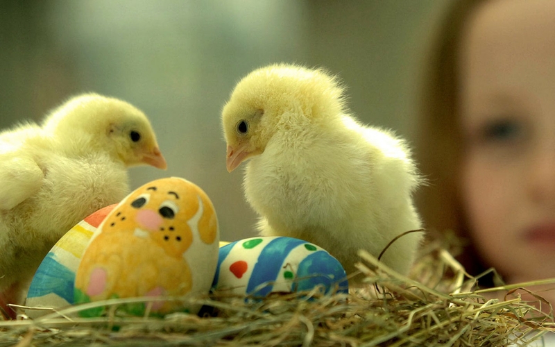 Easter Eggs Chicken Chicks Baby Birds Wallpaper