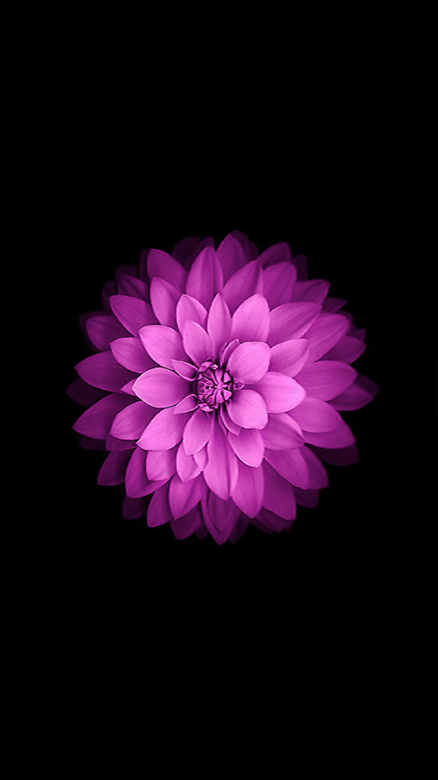 iPhone 5 Wallpaper Apple iphone6 default purple flower