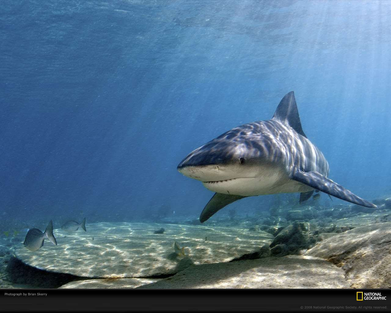 Bull Shark Picture Desktop Wallpaper